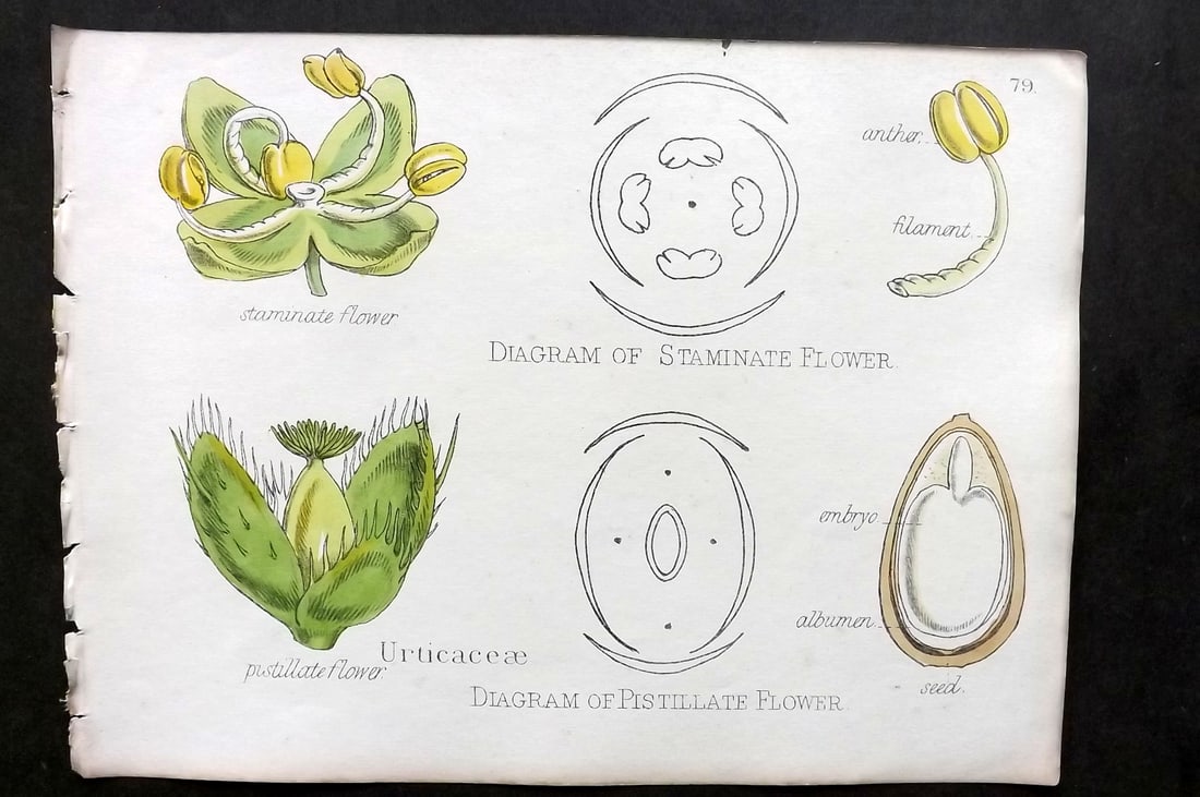 Oliver & Fitch 1874 HCol Botanical Print Diagram of Staminate & Pistillate 79 (1 of 1)