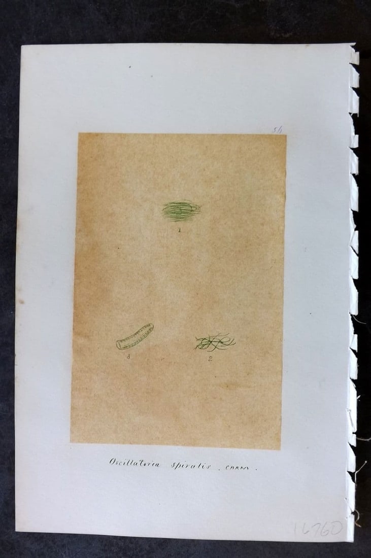 Original Art C1875 Seaweed. Oscillatoria Spiralis 56: Antique Pen, Ink and/or Watercolour Made in C1875, England for a privately created work on British Seaweeds by an unknown but Gifted Artist. Each drawing with accompanying descriptive manuscript plate