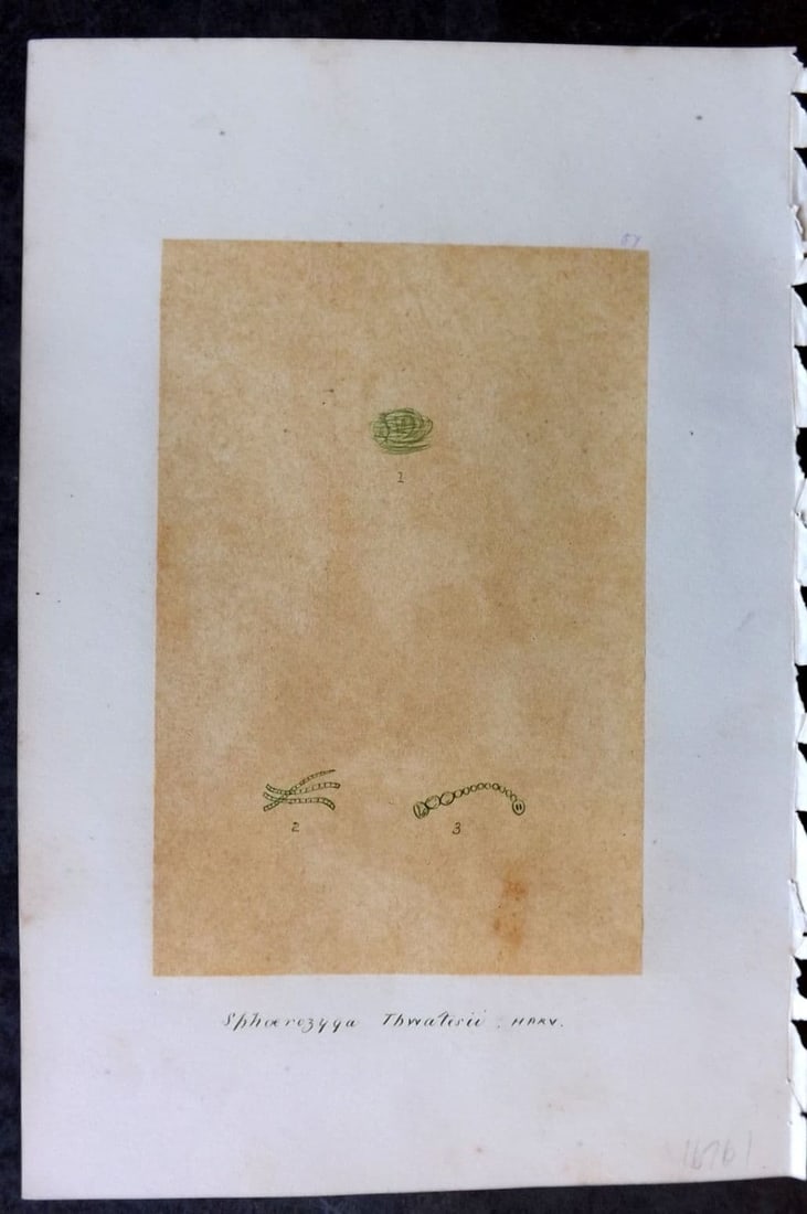 Original Art C1875 Seaweed. Sphaerozyga Thwatesii 57: Antique Pen, Ink and/or Watercolour Made in C1875, England for a privately created work on British Seaweeds by an unknown but Gifted Artist. Each drawing with accompanying descriptive manuscript plate