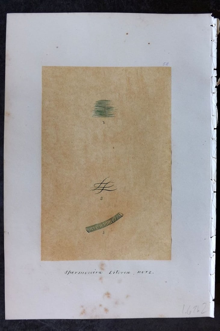 Original Art C1875 Seaweed. Spermoseira Litorea 58: Antique Pen, Ink and/or Watercolour Made in C1875, England for a privately created work on British Seaweeds by an unknown but Gifted Artist. Each drawing with accompanying descriptive manuscript plate