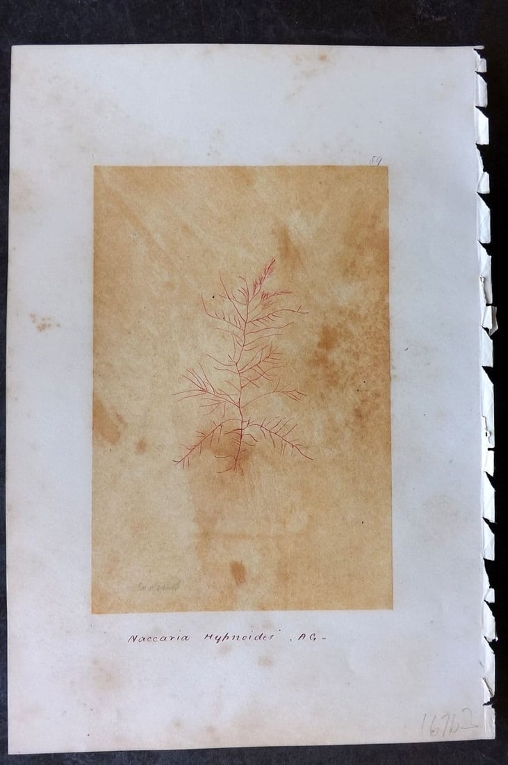 Original Art C1875 Seaweed. Naccaria Hypnoides 59: Antique Pen, Ink and/or Watercolour Made in C1875, England for a privately created work on British Seaweeds by an unknown but Gifted Artist. Each drawing with accompanying descriptive manuscript plate