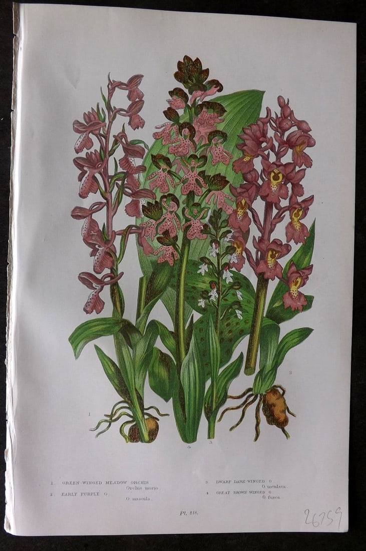 Pratt, Anne 1899 Botanical Print. Orchis Orchids 218: Antique Chromolithograph Published 1899 by Frederick Warne & Co, London for "The Flowering Plants, Grasses, Sedges & Ferns of Great Britain" by Anne Pratt. Paper Size: 9 x 5.5 inch (23 x 14cm) Good Co