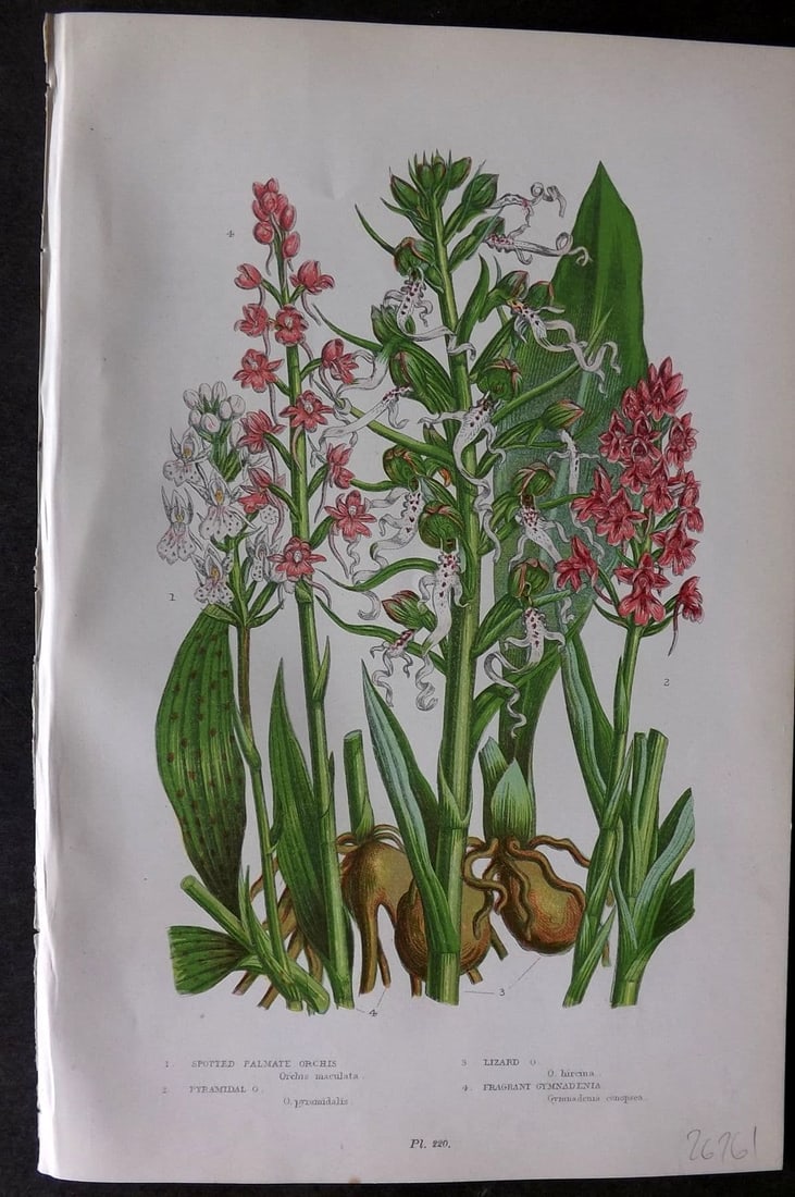 Pratt, Anne 1899 Botanical Print. Spotted, Lizard, Pyramidal Orchid 220: Antique Chromolithograph Published 1899 by Frederick Warne & Co, London for "The Flowering Plants, Grasses, Sedges & Ferns of Great Britain" by Anne Pratt. Paper Size: 9 x 5.5 inch (23 x 14cm) Good Co