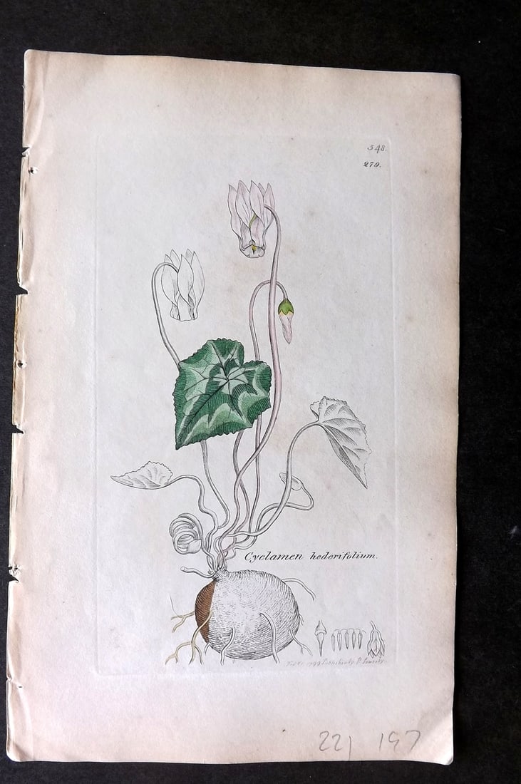 Sowerby, James C1840 Part HCol Botanical Print. Cyclamen 548: Partial Hand Coloured Etchings only (as issued) Published London, 1832-46 for "English Botany; or, Coloured Figures of British Plants?" Second Edition by James Sowerby and Edward Smith. Paper Size: 9 