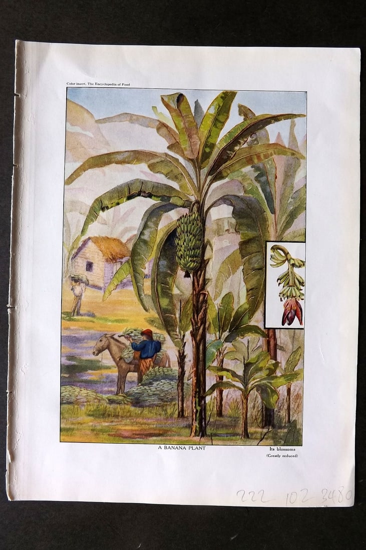 Ward, Artemas 1911 Antique Botanical Print. Banana Plant (1 of 1)