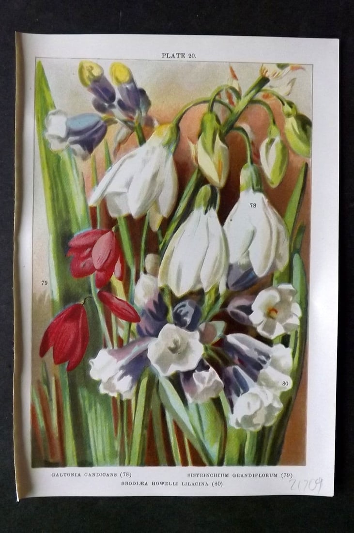 Weathers, John 1905 Botanical Print. Galtonia, Sisyrinchium, Brodiaea 20: Antique Chromolithograph Published 1905, London for "Beautiful Bulbous Plants for the Open Air" by John Weathers. Paper Size: 8 x 5.5 inch (20 x 14cm) Good Condition