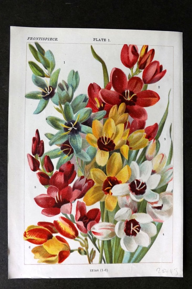 Weathers, John 1905 Botanical Print. Ixias 01 (1 of 1)