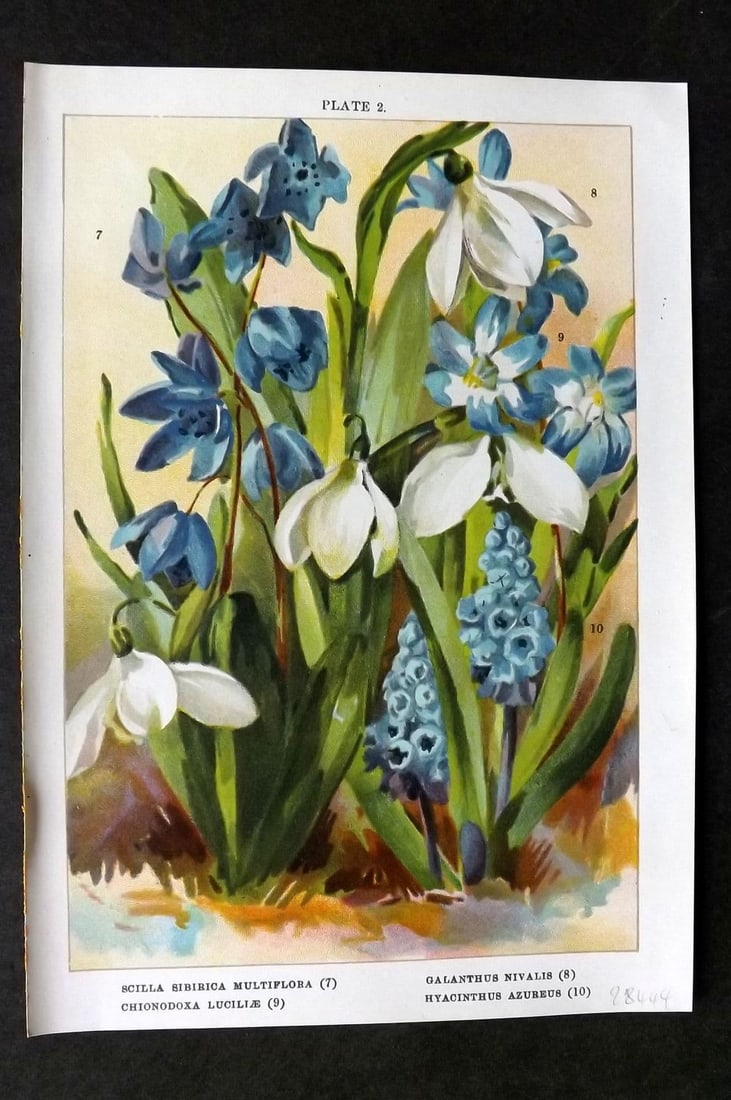 Weathers, John 1905 Print. Scilla Sibirica Galanthus Nivalis Chionodoxa, Hyacinthus 02 (1 of 1)