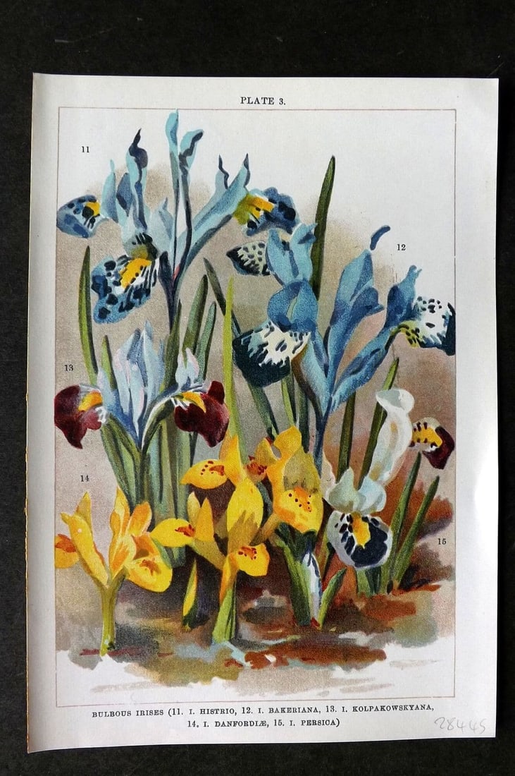 Weathers, John 1905 Botanical Print. Bulbous Irises 03 Iris: Antique Chromolithograph Published 1905, London for "Beautiful Bulbous Plants for the Open Air" by John Weathers. Paper Size: 8 x 5.5 inch (20 x 14cm). Good Condition.