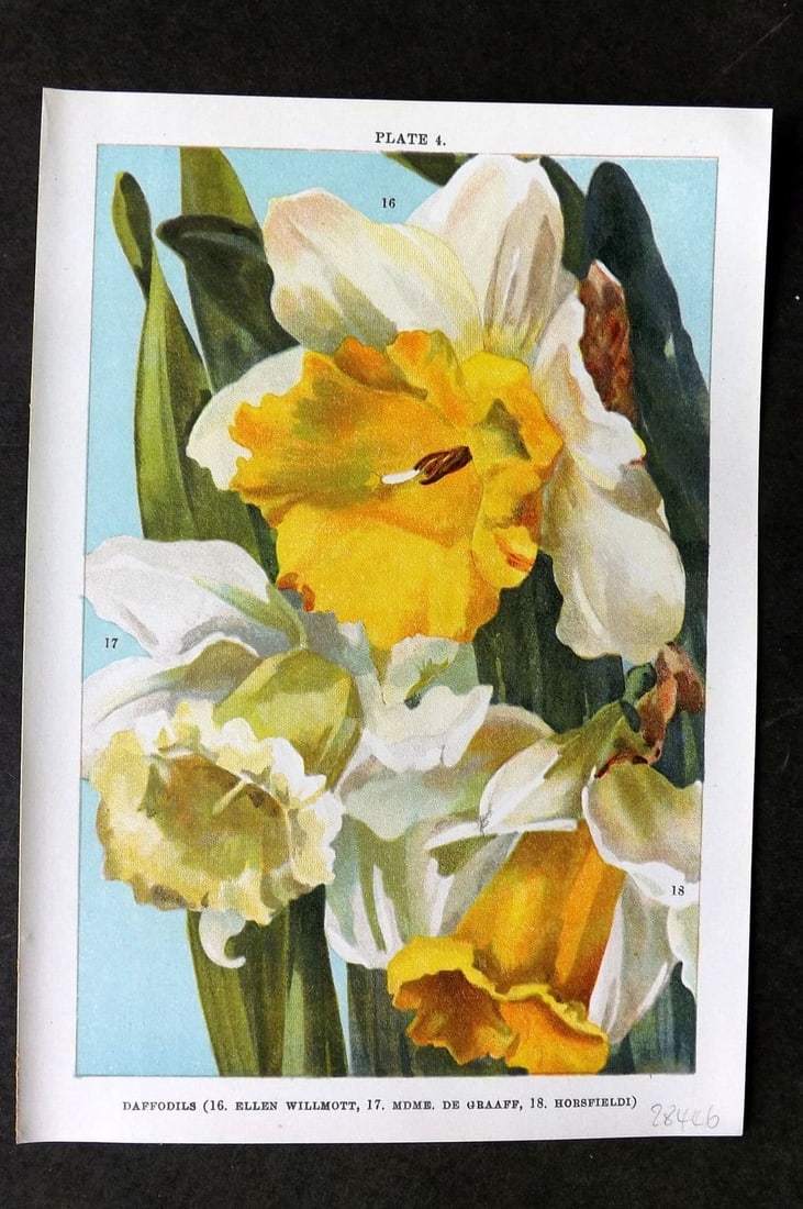 Weathers, John 1905 Print. Daffodils - Ellen Willmott, Mdme de Graaff, Horsfieldi 04 (1 of 1)