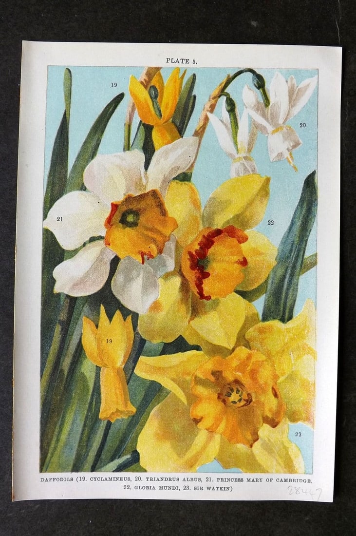 Weathers, John 1905 Botanical Print. Daffodils - Cyclamineus, Triandrus, Gloria Mundi 05 (1 of 1)