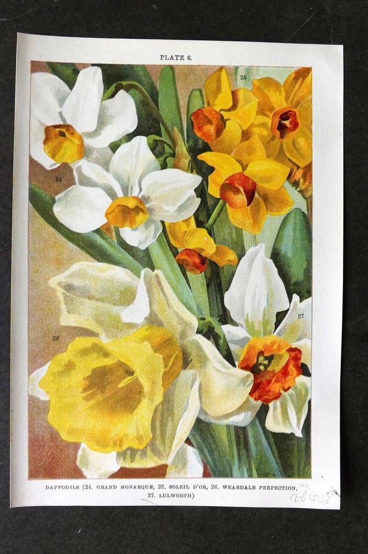 Weathers, John 1905 Botanical Print. Daffodils - Grand Monarque, Soleil d'Or, Weardale 06 (1 of 1)