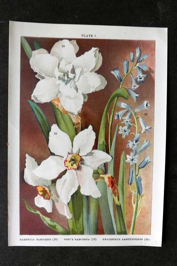 Weathers, John 1905 Botanical. Gardenia & Poet's Narcissus, Hyacinthus Amethystinus 07 (1 of 1)