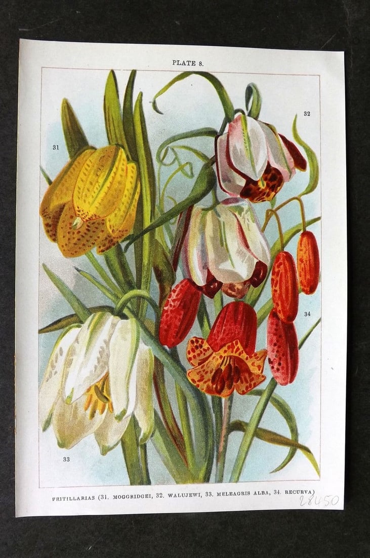 Weathers, John 1905 Botanical Print. Frittillarias - Moggridgei, Walujewi, Meleagris 08 (1 of 1)