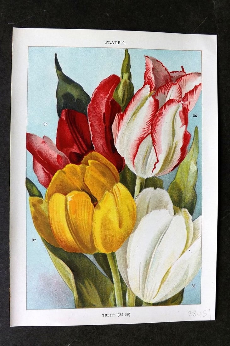 Weathers, John 1905 Botanical Print. Tulips 09 (1 of 1)