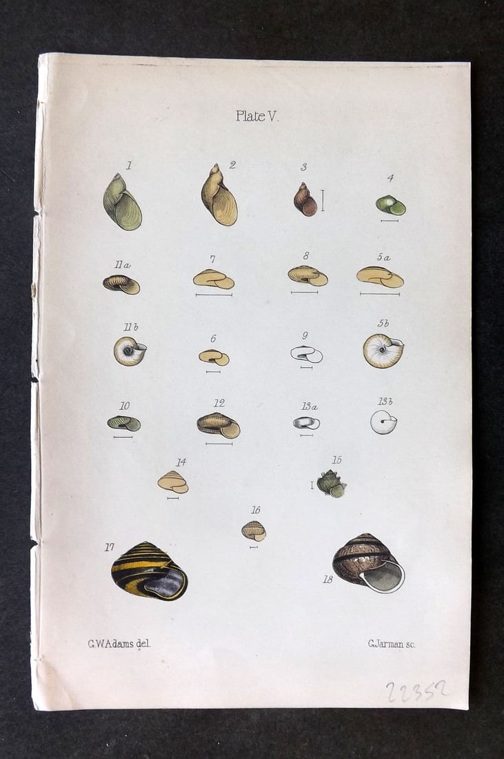Adams, Lionel 1884 Hand Col Shell Print 05: Antique Lithograph Published 1884, London for "The Collector's Manual of British Land and Freshwater Shells" by Lionel Ernest Adams. Fine Hand Colour as issued. Paper Size: 7.5 x 5 inch (19 x 13cm) Go