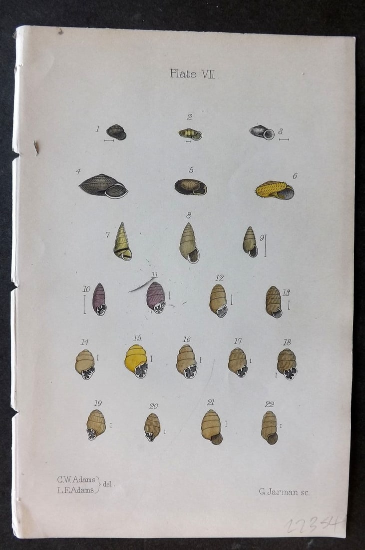 Adams, Lionel 1884 Hand Col Shell Print 07: Antique Lithograph Published 1884, London for "The Collector's Manual of British Land and Freshwater Shells" by Lionel Ernest Adams. Fine Hand Colour as issued. Paper Size: 7.5 x 5 inch (19 x 13cm) Go