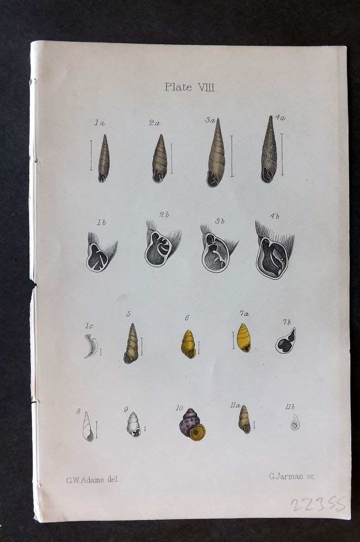 Adams, Lionel 1884 Hand Col Shell Print 08: Antique Lithograph Published 1884, London for "The Collector's Manual of British Land and Freshwater Shells" by Lionel Ernest Adams. Fine Hand Colour as issued. Paper Size: 7.5 x 5 inch (19 x 13cm) Go