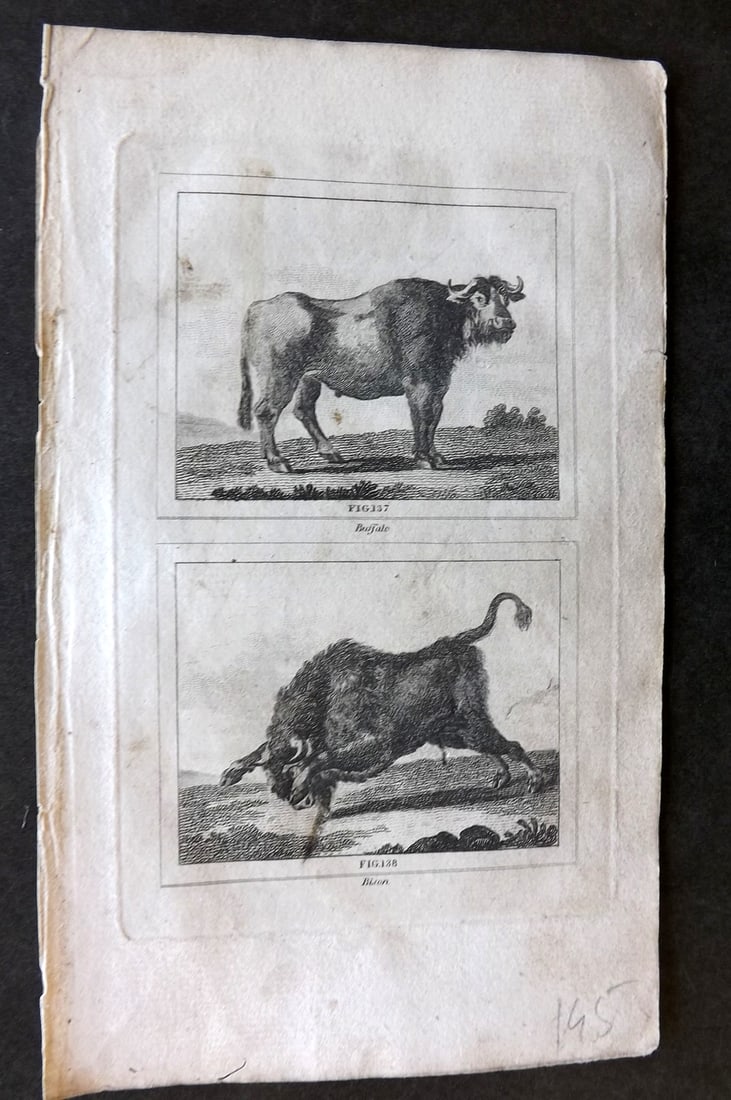 Barr & Buffon 1797 Antique Print. Buffalo, Bison: Copper Plate Published 1808, London for "Natural History of Birds, Fish, Insects and Reptiles" [Barr's Buffon] by the Comte de Buffon et al. Paper Size: 7.5 x 4.5 inch (19 x 12cm) Very minor toning. G