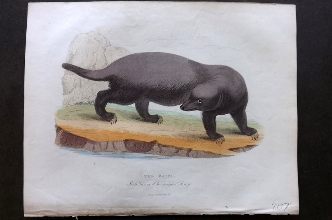 Buffon, Smellie & Huish 1862 Hand Col Print. The Ratel: Hand Colored Etching/Engraving Published 1862 by Thomas Kelly, London for "A Natural History, General and Particular..." by The Comte de Buffon and William Smellie. A New and Enlarged Edition, also co