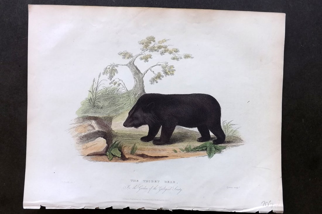 Buffon, Smellie & Huish 1862 Hand Col Print. Thibet Bear: Hand Colored Etching/Engraving Published 1862 by Thomas Kelly, London for "A Natural History, General and Particular..." by The Comte de Buffon and William Smellie. A New and Enlarged Edition, also co