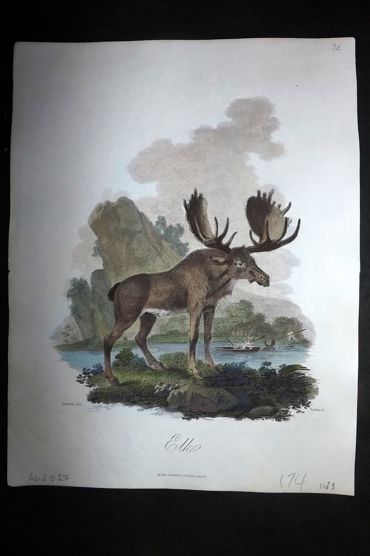 Church, John 1849 Hand Col Print. Elk: Hand Colored Steel Engraving Published 1849 by Peter Jackson, London for "The Cabinet of Quadrupeds" by John Church. Illustrated by Julius Ibbetson. Engraved J. Tookey. Paper Size: 10.5 x 8 inch (27 x
