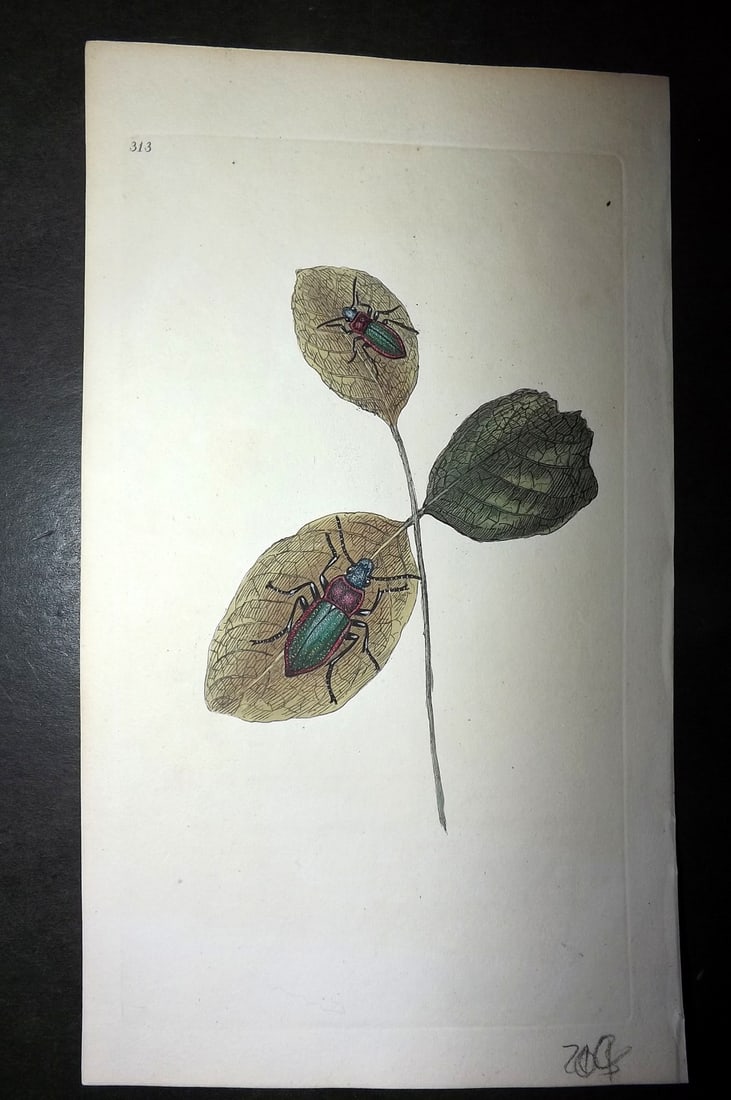 Donovan, Edward C1805 Hand Col British Insects Print. Shining Carabus 313 (1 of 1)