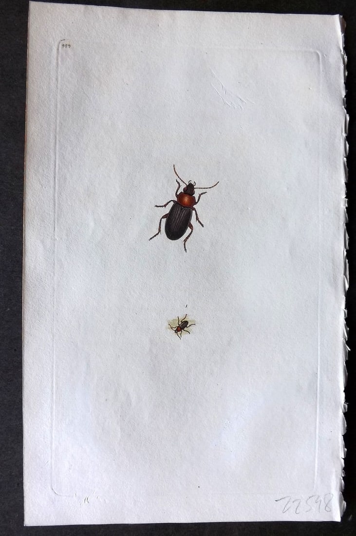 Donovan British Insects 1810 Hand Col Print. Black Headed Carabus 480 (1 of 1)