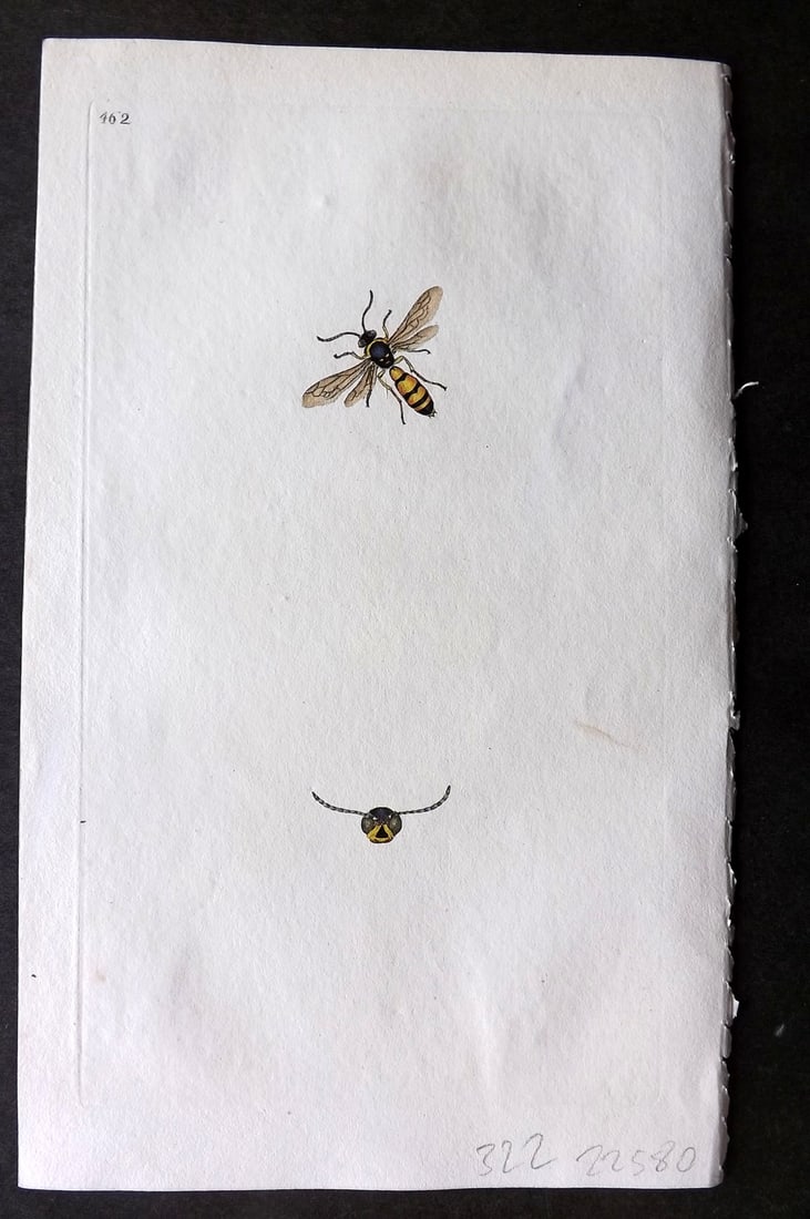 Donovan British Insects 1810 Hand Col Print. Yellow Legged Philanthus 462 (1 of 1)