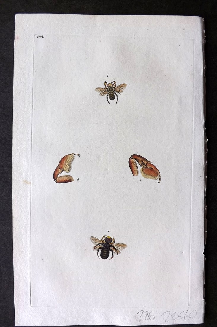 Donovan British Insects 1810 Hand Col Print. Thick Legged Bee 442 (1 of 1)