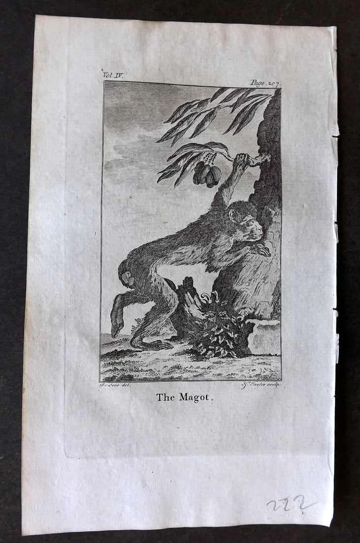 Goldsmith, Oliver 1779 Antique Print. Magot Monkey: Copper Plate Published 1779, London for "An History of the Earth and Animated Nature" by Oliver Goldsmith. Paper Size: 8 x 5 inch (21 x 13cm) Good Condition