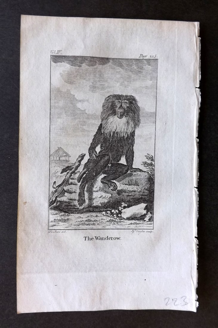 Goldsmith, Oliver 1779 Antique Print. Waderow Monkey: Copper Plate Published 1779, London for "An History of the Earth and Animated Nature" by Oliver Goldsmith. Paper Size: 8 x 5 inch (21 x 13cm) Good Condition