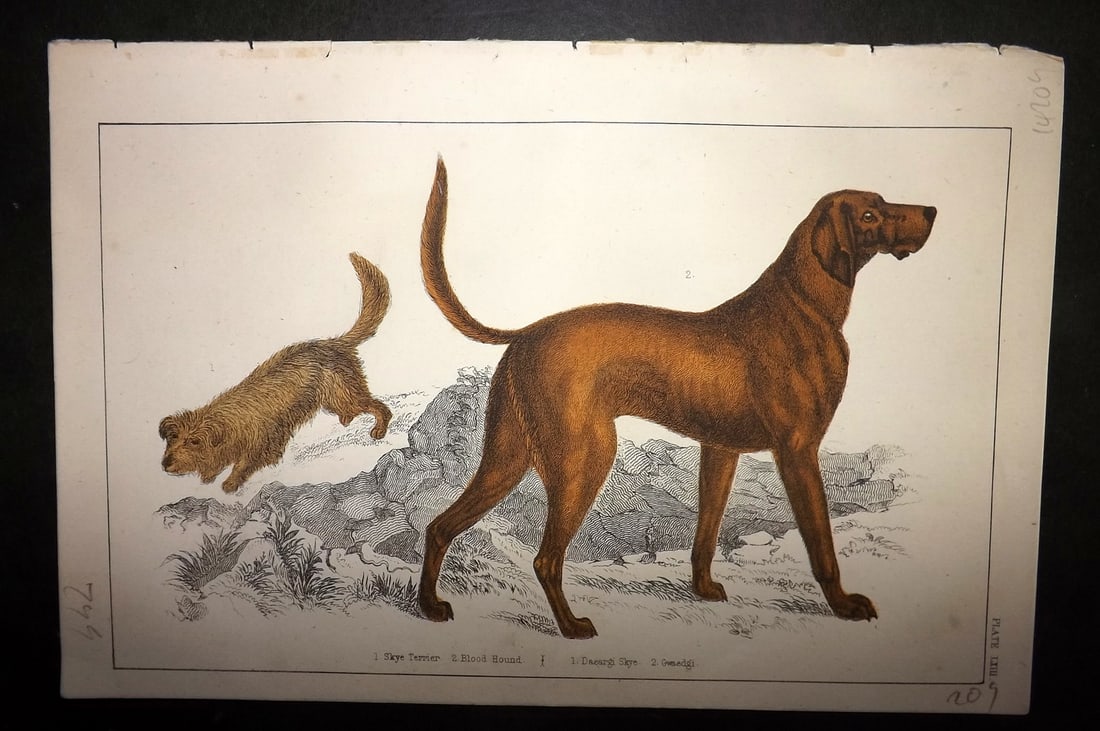Goldsmith, Oliver C1850 Hand Col Print. Skye Terrier. Blood Hound Dog 63: Hand Colored Etching/Engraving Published C1850 by A. Fullarton & Co., London for "A History of the Earth and Animated Nature" by Oliver Goldsmith. Paper Size: 10 x 6 inch (25 x 16cm) Good Condition