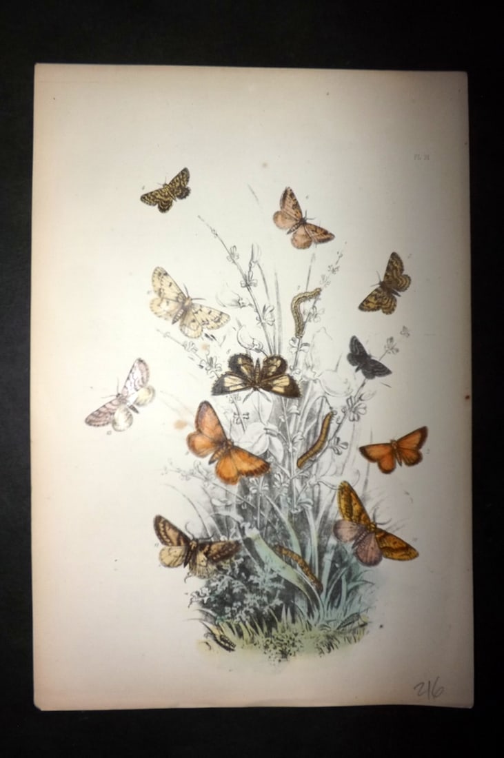 Humphreys, Noel 1860 Hand Colored Moth Print 31: Hand Colored Lithograph Published 1858-60, London for "The Genera of British Moths" by Noel H. Humphreys. Paper Size: 10 x 7 inch (25 x 18cm) Very minor background toning. Good Condition