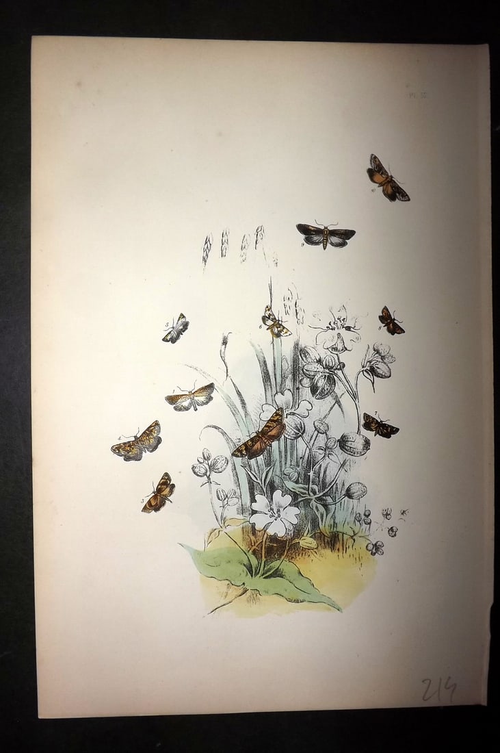 Humphreys, Noel 1860 Hand Colored Moth Print 52: Hand Colored Lithograph Published 1858-60, London for "The Genera of British Moths" by Noel H. Humphreys. Paper Size: 10 x 7 inch (25 x 18cm) Good Condition
