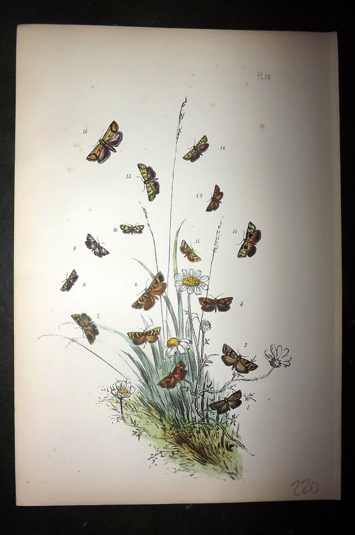 Humphreys, Noel 1860 Hand Colored Moth Print 53: Hand Colored Lithograph Published 1858-60, London for "The Genera of British Moths" by Noel H. Humphreys. Paper Size: 10 x 7 inch (25 x 18cm) Very minor background toning. Good Condition