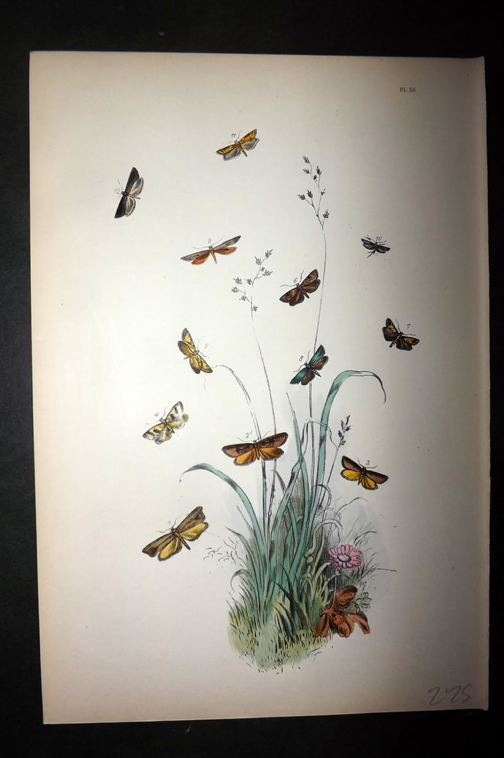 Humphreys, Noel 1860 Hand Colored Moth Print 58: Hand Colored Lithograph Published 1858-60, London for "The Genera of British Moths" by Noel H. Humphreys. Paper Size: 10 x 7 inch (25 x 18cm) Good Condition