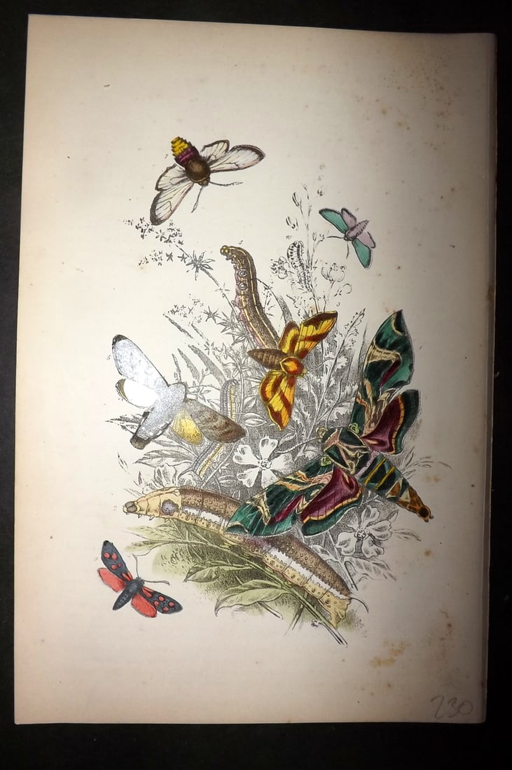 Humphreys, Noel 1860 Hand Colored Moth Print 03: Hand Colored Lithograph Published 1858-60, London for "The Genera of British Moths" by Noel H. Humphreys. Paper Size: 10 x 7 inch (25 x 18cm) Minor Background toning present. Otherwise fine