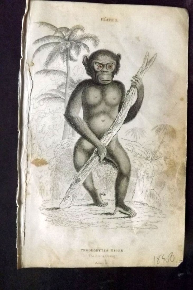 Jardine 1833 Hand Col Print. The Black Orang 01: Antique Steel Engraving/Etching Published 1833-43 by W. H. Lizars, Edinburgh for "The Naturalist's Library" by Sir William Jardine. Fine hand colour as issued. Paper Size: 6.5 x 4.25 inch (17 x 11cm) 