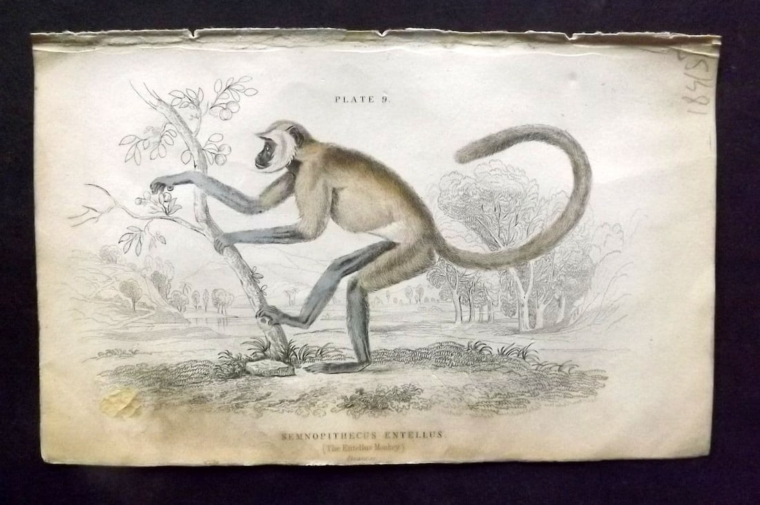 Jardine 1833 Hand Col Print. The Entellus Monkey 09: Antique Steel Engraving/Etching Published 1833-43 by W. H. Lizars, Edinburgh for "The Naturalist's Library" by Sir William Jardine. Fine hand colour as issued. Paper Size: 6.5 x 4.25 inch (17 x 11cm) 