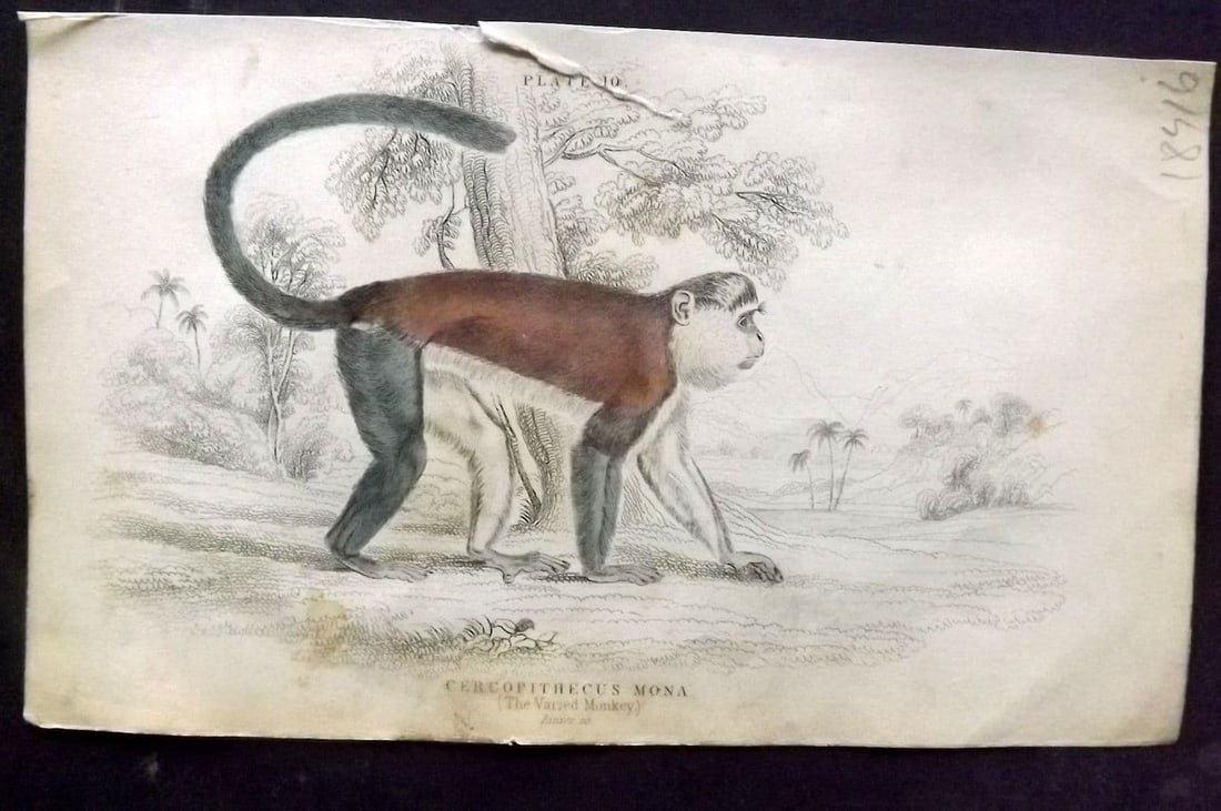 Jardine 1833 Hand Col Print. The Varied Monkey 10: Antique Steel Engraving/Etching Published 1833-43 by W. H. Lizars, Edinburgh for "The Naturalist's Library" by Sir William Jardine. Fine hand colour as issued. Paper Size: 6.5 x 4.25 inch (17 x 11cm) 