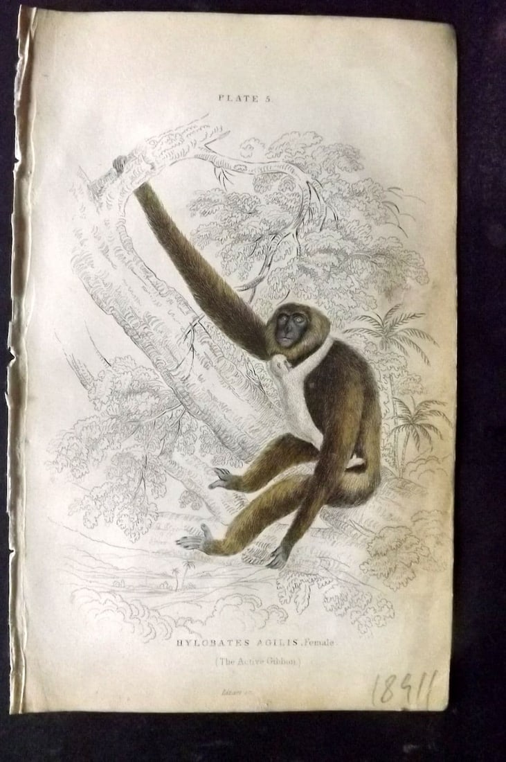 Jardine, William 1833 Hand Col Print. The Active Gibbon 05 (1 of 1)