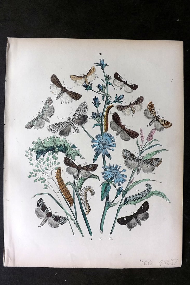 Kirby, William1882 Hand Col Moth Print 36: Lithograph Published 1882, London for "European Butterflies and Moths" by W. F. Kirby. Printed in colours and finished by hand. Paper Size: 11 x 8.5 inch (28 x 22cm) Good Condition