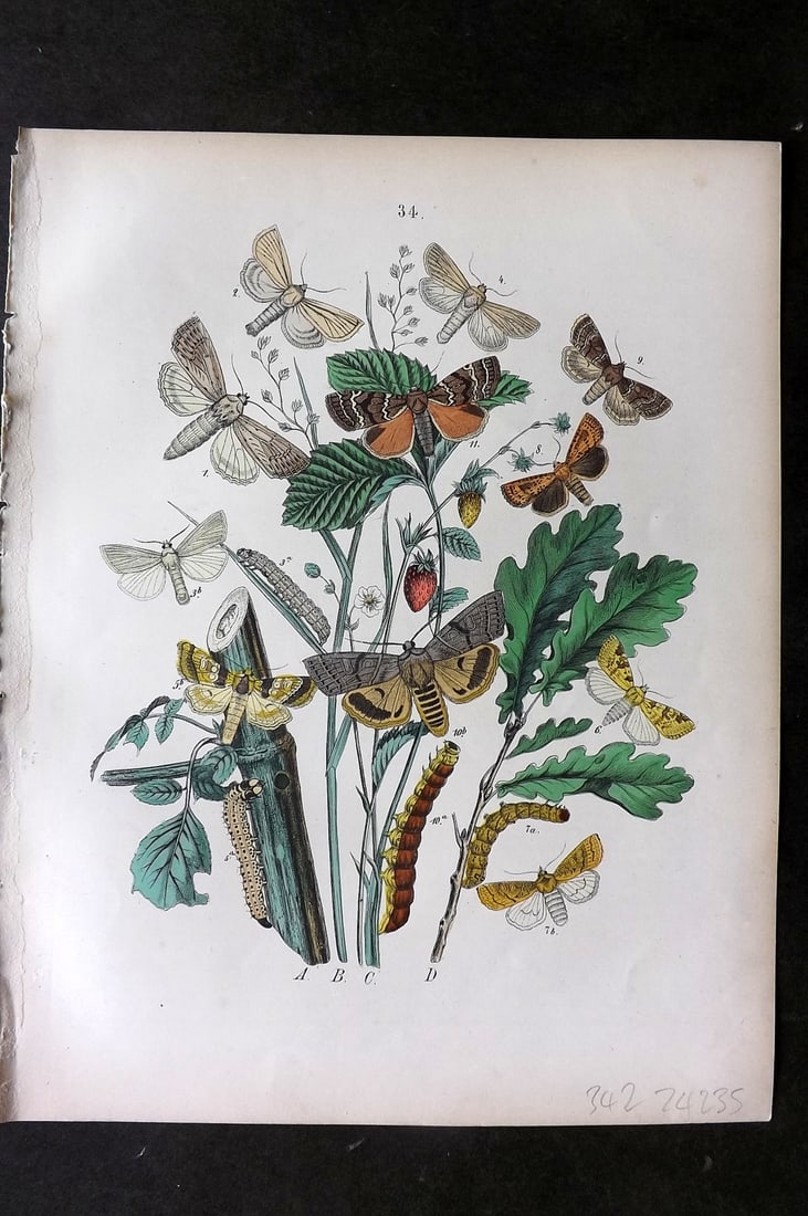 Kirby, William1882 Hand Col Moth Print 34: Lithograph Published 1882, London for "European Butterflies and Moths" by W. F. Kirby. Printed in colours and finished by hand. Paper Size: 11 x 8.5 inch (28 x 22cm) Good Condition