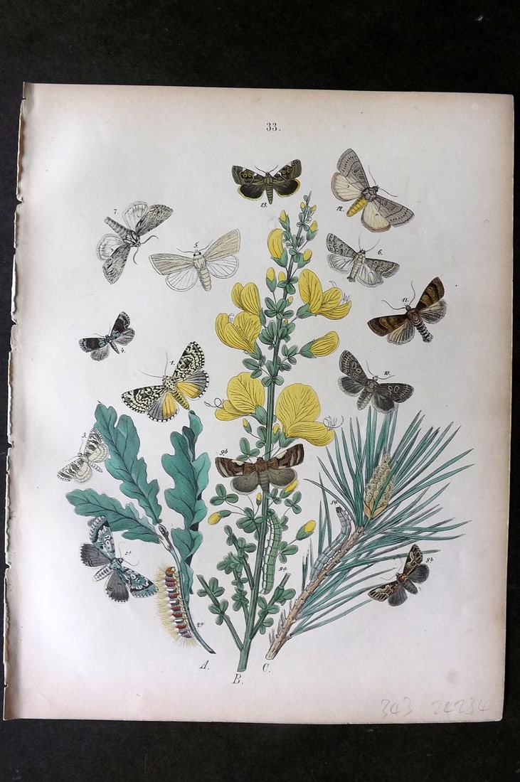 Kirby, William1882 Hand Col Moth Print 33: Lithograph Published 1882, London for "European Butterflies and Moths" by W. F. Kirby. Printed in colours and finished by hand. Paper Size: 11 x 8.5 inch (28 x 22cm) Good Condition