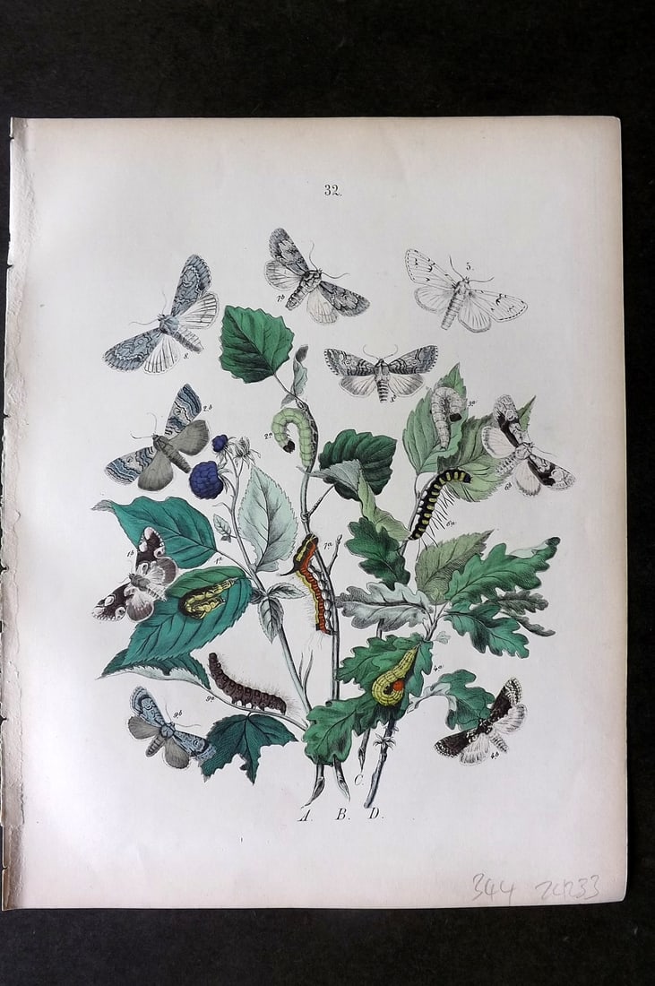 Kirby, William1882 Hand Col Moth Print 32: Lithograph Published 1882, London for "European Butterflies and Moths" by W. F. Kirby. Printed in colours and finished by hand. Paper Size: 11 x 8.5 inch (28 x 22cm) Good Condition