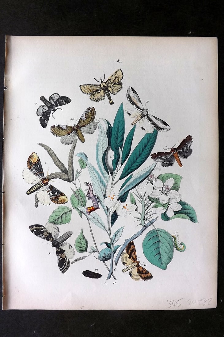 Kirby, William1882 Hand Col Moth Print 31: Lithograph Published 1882, London for "European Butterflies and Moths" by W. F. Kirby. Printed in colours and finished by hand. Paper Size: 11 x 8.5 inch (28 x 22cm) Good Condition
