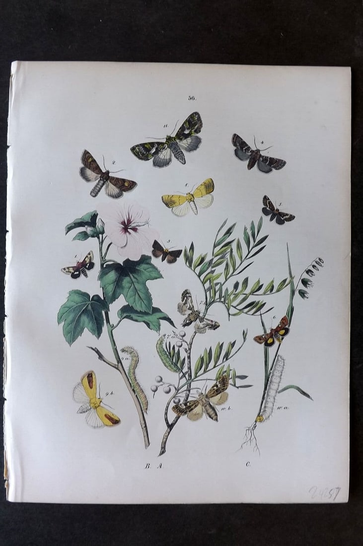 Kirby, William1882 Hand Col Moth Print 56: Lithograph Published 1882, London for "European Butterflies and Moths" by W. F. Kirby. Printed in colours and finished by hand. Paper Size: 11 x 8.5 inch (28 x 22cm) Good Condition