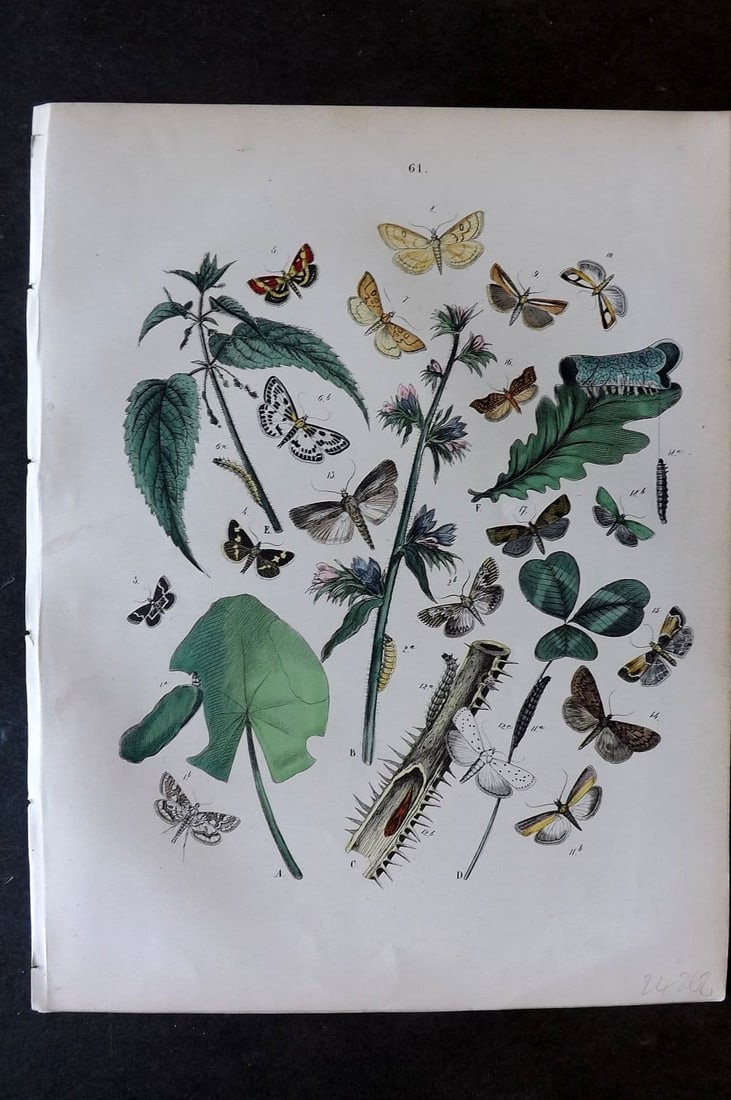 Kirby, William1882 Hand Col Moth Print 61: Lithograph Published 1882, London for "European Butterflies and Moths" by W. F. Kirby. Printed in colours and finished by hand. Paper Size: 11 x 8.5 inch (28 x 22cm) Good Condition