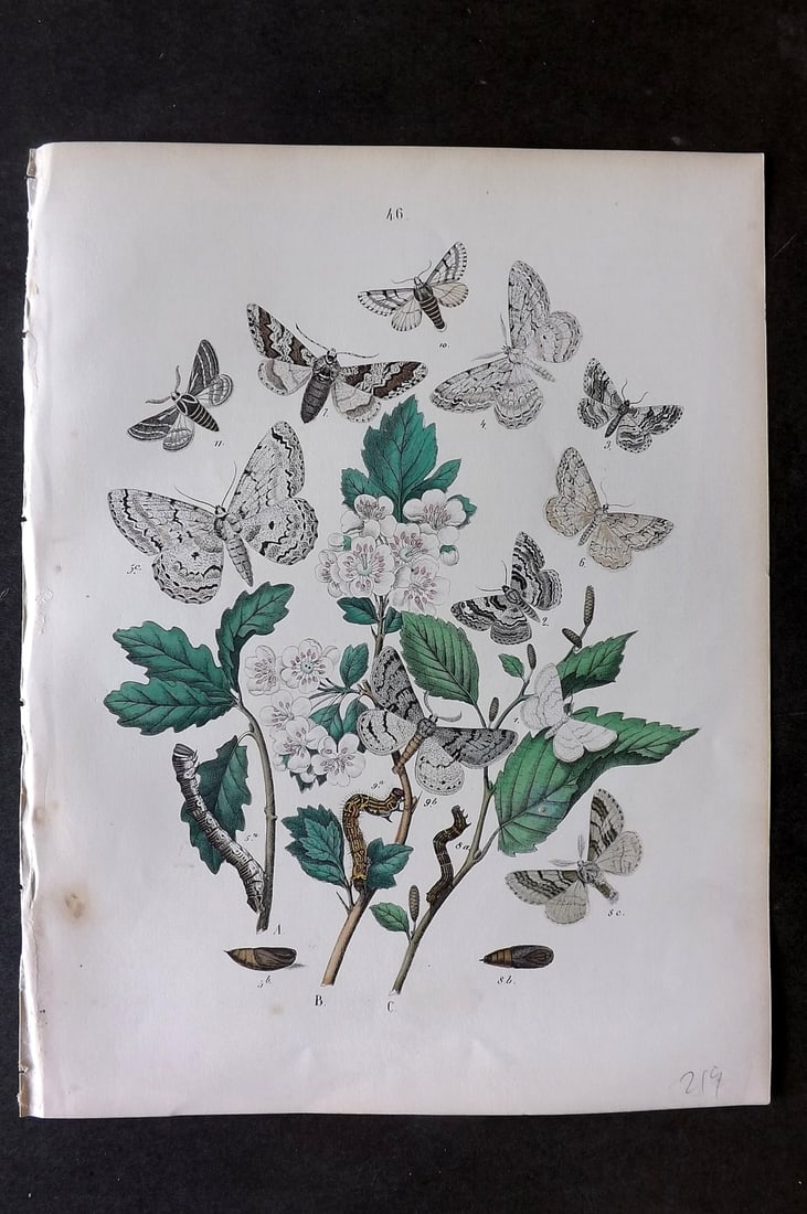 Kirby, William 1882 Hand Col Moth Print 46 (1 of 1)